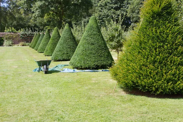 Tree Trimming