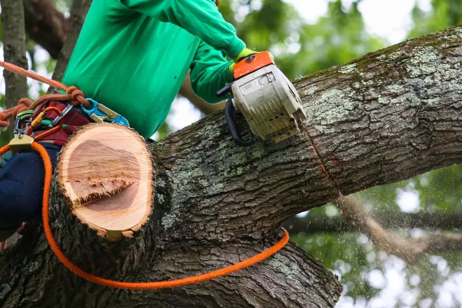 Experienced Tree Trimming Wimberley, TX Experienced Tree Trimming Wimberley, TX