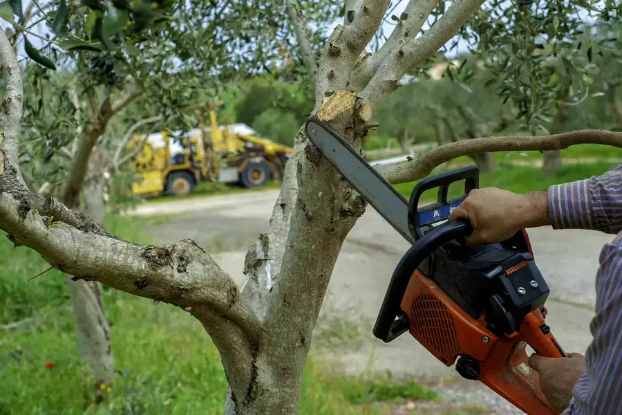 How Tree Trimming Improves Airflow And Sunlight Exposure Wimberley, TX How Tree Trimming Improves Airflow And Sunlight Exposure Wimberley, TX