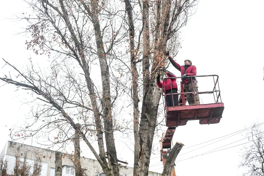 How Tree Trimming Improves Airflow And Sunlight Exposure in Wimberley, TX How Tree Trimming Improves Airflow And Sunlight Exposure in Wimberley, TX