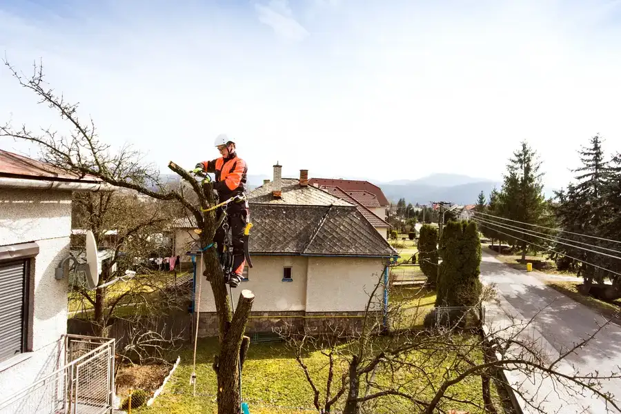 The Importance Of Pruning In Effective Tree Care in Wimberley, TX The Importance Of Pruning In Effective Tree Care in Wimberley, TX